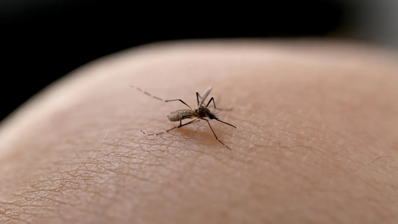 7 действенных способов избавиться от комаров в квартире